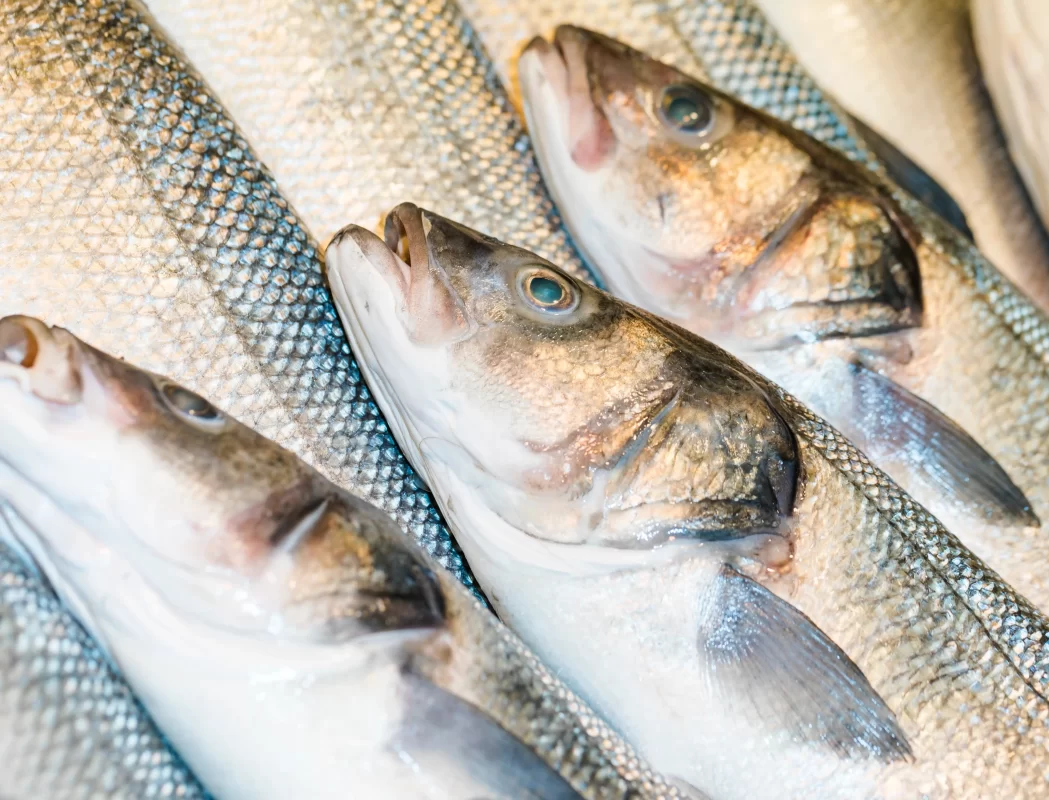 Poissons frais