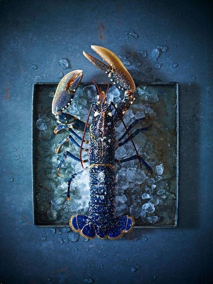 Homard bleu vivant